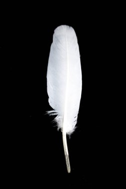 Siyah Arkaplanda Küçük Beyaz Kuş Tüyü