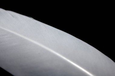 Siyah Arkaplanda Küçük Beyaz Kuş Tüyü