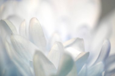 Güzel Pembe Çiçek Yaprakları Boketin Soyut Yakın Çekimi