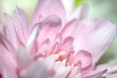 Güzel Pembe Çiçek Yaprakları Boketin Soyut Yakın Çekimi