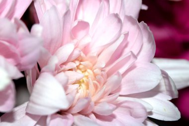 Güzel Pembe Çiçek Yaprakları Boketin Soyut Yakın Çekimi