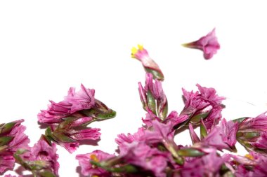 Dekorasyon Aşkı İçin Beyaz Arkaplanda Güzel Kırmızı Pembe Çiçekler ve Yapraklar