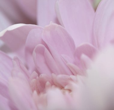 Güzel Pembe Çiçek Yaprakları Buketin Soyut Yakın Çekimi 