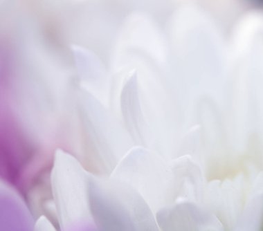 Güzel Pembe Çiçek Yaprakları Buketin Soyut Yakın Çekimi 