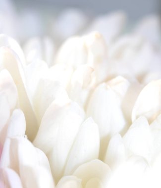 Güzel Pembe Çiçek Yaprakları Buketin Soyut Yakın Çekimi 