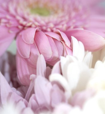 Güzel Pembe Çiçek Yaprakları Buketin Soyut Yakın Çekimi 