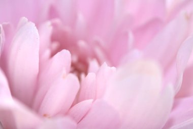 Güzel Pembe Çiçek Yaprakları Buketin Soyut Yakın Çekimi 