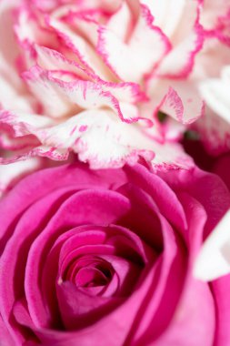 Güzel Pembe Çiçek Yaprakları Buketin Soyut Yakın Çekimi 