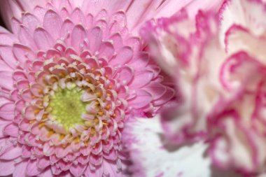 Güzel Pembe Çiçek Yaprakları Buketin Soyut Yakın Çekimi 