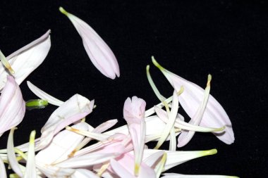 Güzel Pembe Çiçek Yaprakları Buketin Soyut Yakın Çekimi 