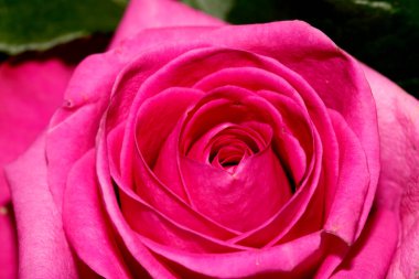 Güzel Pembe Çiçek Yaprakları Buketin Soyut Yakın Çekimi 