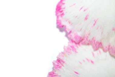 Güzel Pembe Çiçek Karanfil Yaprakları Buketin Soyut Yakın Çekimi