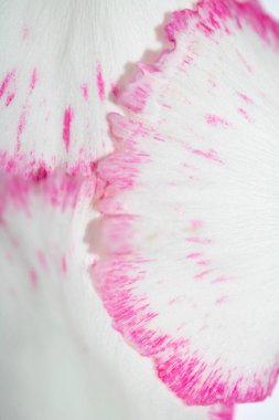 Güzel Pembe Çiçek Karanfil Yaprakları Buketin Soyut Yakın Çekimi