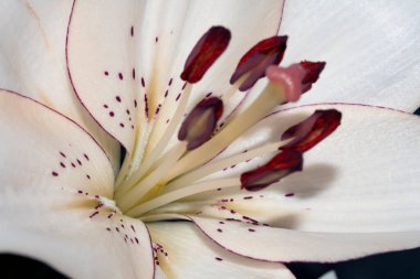 Yapraklı Beyaz Zambak Çiçeğine Yaklaş