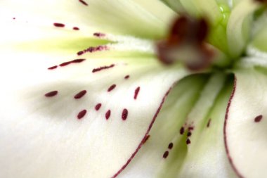 Yapraklı Beyaz Zambak Çiçeğine Yaklaş