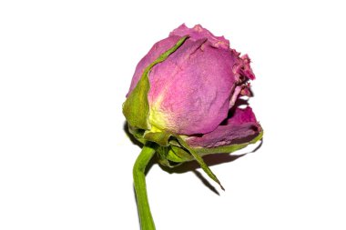 Kurumuş Kırmızı Gül Çiçeği ve Taç Yaprakları