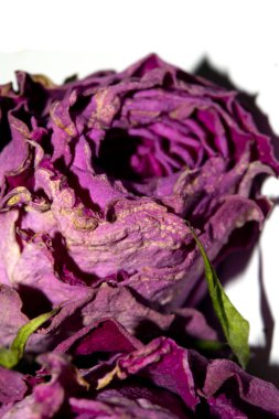 Kurumuş Kırmızı Gül Çiçeği ve Taç Yaprakları