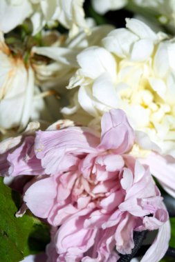 Kurumuş Solmuş Beyaz ve Pembe Çiçek Yapraklarının Soyut Yakın Çekimi