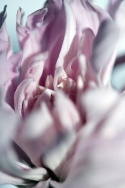 Kurumuş Solmuş Beyaz ve Pembe Çiçek Yapraklarının Soyut Yakın Çekimi