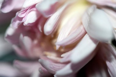 Kurumuş Solmuş Beyaz ve Pembe Çiçek Yapraklarının Soyut Yakın Çekimi