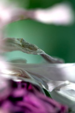 Kurumuş Solmuş Beyaz ve Pembe Çiçek Yapraklarının Soyut Yakın Çekimi