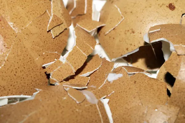 Kırık Kabuklu Yumurtanın Kapanışı Beyaz Arkaplanda Kırık Yumurta