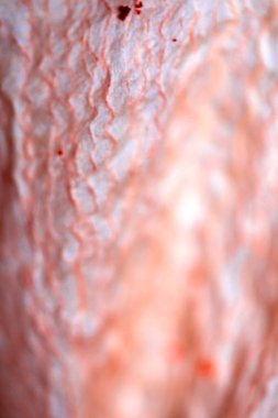 Damarları ve çizgileri Pembe İçinde Bir Lily Çiçeğinin Soyut Yaprak Kapanışı