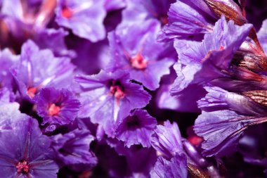 Renkli Minik Çiçek Yaprakları Arkaplan İçin Renkli Kapalı