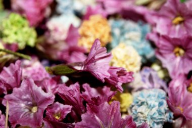 Renkli Minik Çiçek Yaprakları Arkaplan İçin Renkli Kapalı