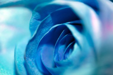 Bir Gül Çiçeğinin Kapağı Mavi Romantik