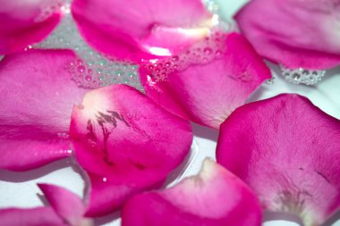 Çiçek Arkaplanı İçin Soyut Kırmızı Pembe Gül Yaprakları