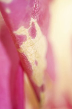 Soyut Pembe Krem ve Beyaz Gül Çiçeği Canlı Yaprak Arkaplanı