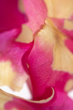 Soyut Pembe Krem ve Beyaz Gül Çiçeği Canlı Yaprak Arkaplanı