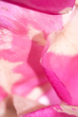 Soyut Pembe Krem ve Beyaz Gül Çiçeği Canlı Yaprak Arkaplanı