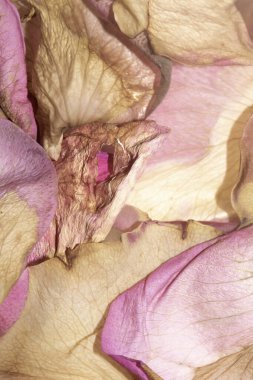 Gül Kapalı Çiçek Soyut Arkaplanından Yumuşak Pembe ve Kremalı Çiçek Yaprakları