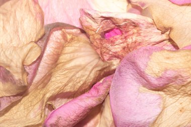 Gül Kapalı Çiçek Soyut Arkaplanından Yumuşak Pembe ve Kremalı Çiçek Yaprakları