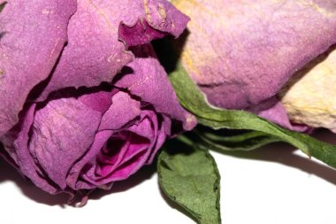 Kurumuş Kırmızı Gül Çiçeği ve Taç Yaprakları