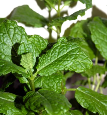 Nane Şekeri Yaprak Bitkisini Beyaz Arkaplanda Bırakıyor