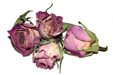 Kurumuş kırmızı gül çiçeğini ve beyaz arka plandaki taç yapraklarını kapat.