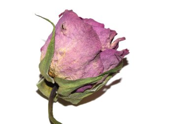 Kurumuş kırmızı gül çiçeğini ve beyaz arka plandaki taç yapraklarını kapat.