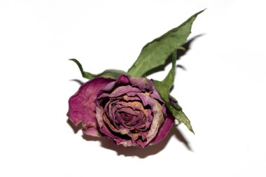 Kurumuş kırmızı gül çiçeğini ve beyaz arka plandaki taç yapraklarını kapat.