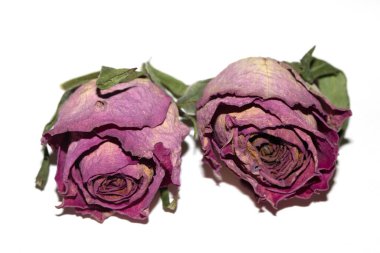 Kurumuş kırmızı gül çiçeğini ve beyaz arka plandaki taç yapraklarını kapat.