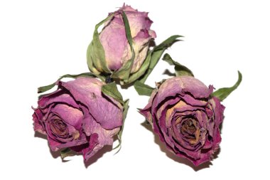 Kurumuş kırmızı gül çiçeğini ve beyaz arka plandaki taç yapraklarını kapat.