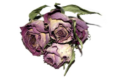 Kurumuş kırmızı gül çiçeğini ve beyaz arka plandaki taç yapraklarını kapat.