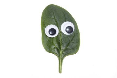 Ispanak yaprağının kapağını kapatır ve komik çizgi film karakterine sahip olur.