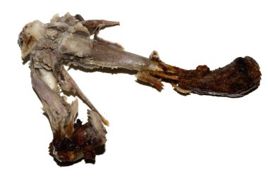 Çiğnenmiş tavuk ördek kemiği, beyaz bir arka planda et ve tendonla yakın plan.