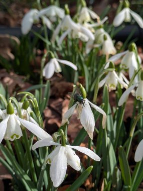 Beyaz kardelen çiçeklerini kapat