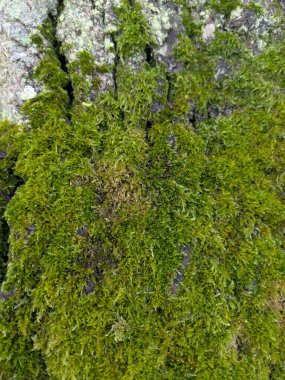 Kalın beyaz kabuklu yaşlı bir ağacın üzerindeki kalın yeşil yosunları kapatın.