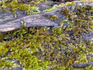 Kalın beyaz kabuklu yaşlı bir ağacın üzerindeki kalın yeşil yosunları kapatın.