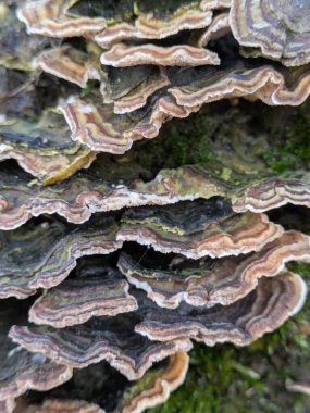 Türk kuyruğu mantarının kapatılması bir günlük üzerindeki versicolor